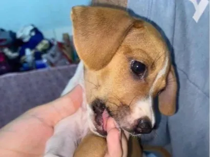 Cachorro raça SRD-ViraLata idade 2 a 6 meses nome NINA