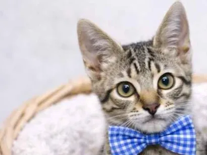 Gato raça SRD-ViraLata idade 2 a 6 meses nome  Fred