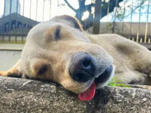 Cachorro raça SRD-ViraLata idade 4 anos nome Bob