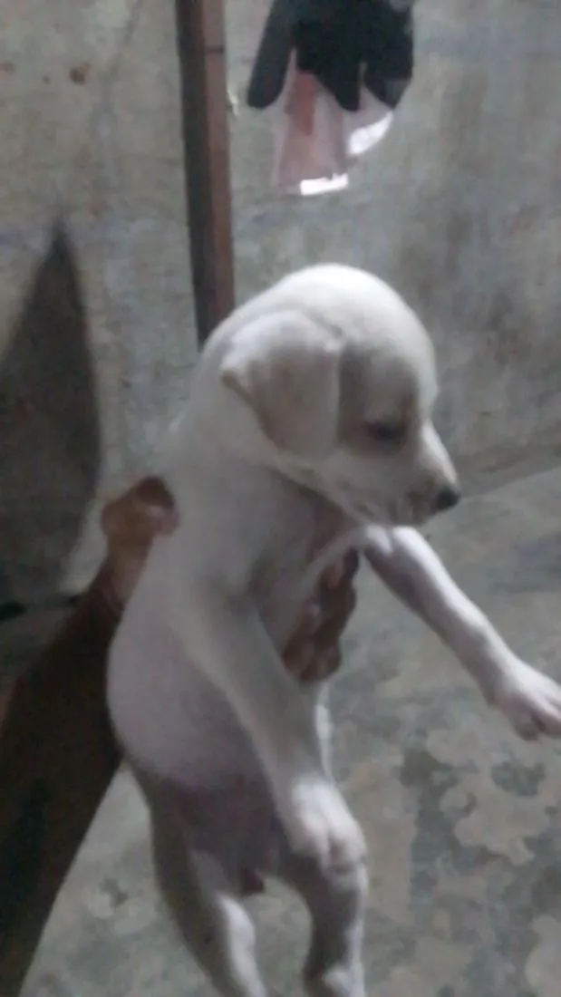 Cachorro raça SRD-ViraLata idade 2 a 6 meses nome Leoa 