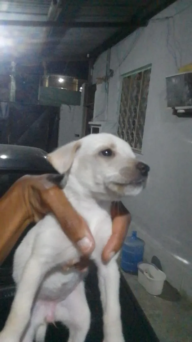 Cachorro raça SRD-ViraLata idade 2 a 6 meses nome pequena 