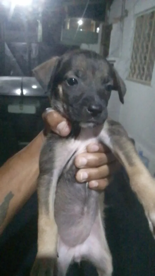 Cachorro raça SRD-ViraLata idade 2 a 6 meses nome pequena Zoe