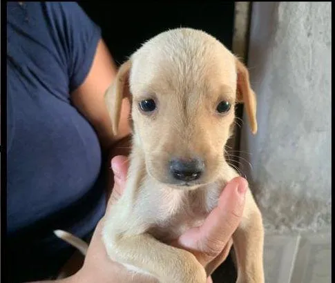 Cachorro raça SRD-ViraLata idade Abaixo de 2 meses nome Pardinha