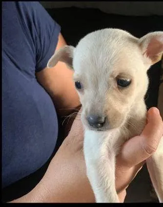 Cachorro raça SRD-ViraLata idade Abaixo de 2 meses nome Magrelinha