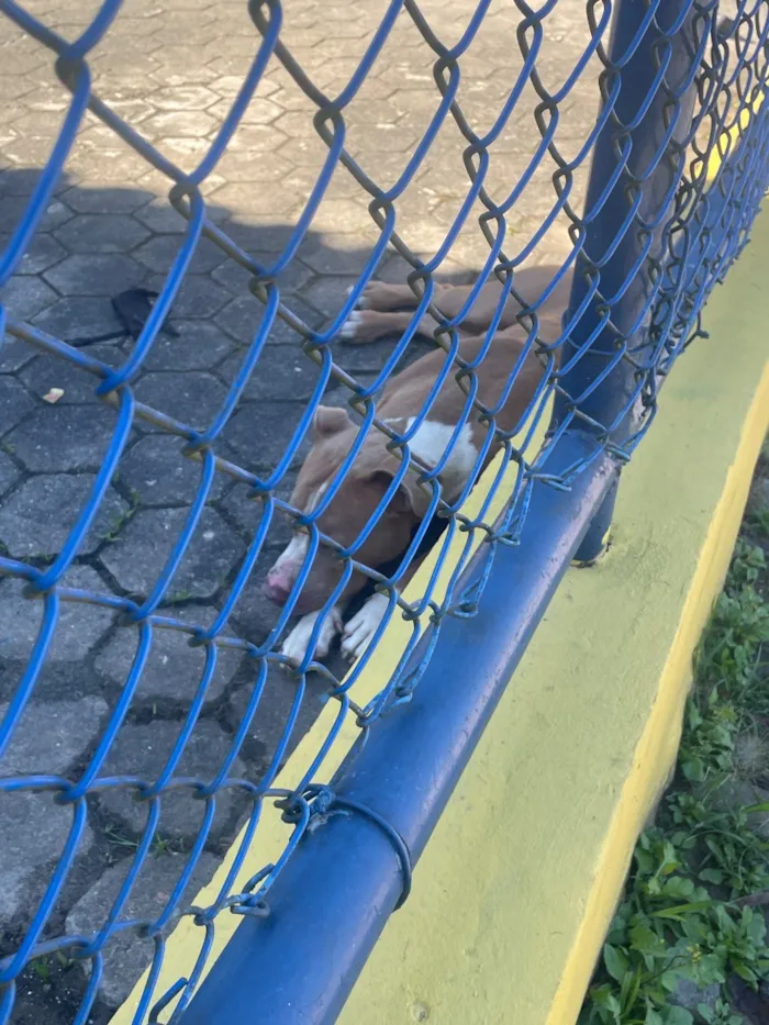 Cachorro raça SRD-ViraLata idade 1 ano nome Pit bull