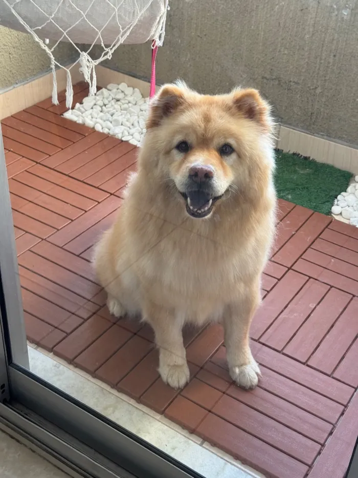 Cachorro raça Chow Chow idade 6 ou mais anos nome Leona