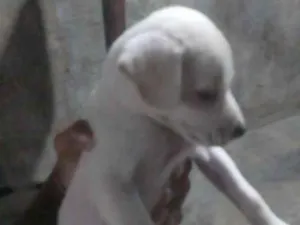 Cachorro raça SRD-ViraLata idade 2 a 6 meses nome Leoa 