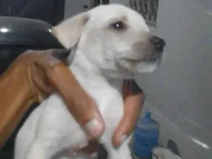 Cachorro raça SRD-ViraLata idade 2 a 6 meses nome pequena 