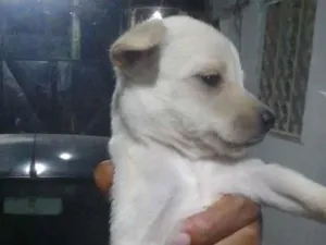 Cachorro raça SRD-ViraLata idade 2 a 6 meses nome luz