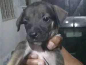 Cachorro raça SRD-ViraLata idade 2 a 6 meses nome pequena Zoe