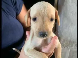 Cachorro raça SRD-ViraLata idade Abaixo de 2 meses nome Pardinha