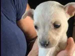 Cachorro raça SRD-ViraLata idade Abaixo de 2 meses nome Magrelinha