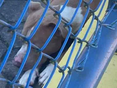 Cachorro raça SRD-ViraLata idade 1 ano nome Pit bull