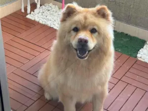 Cachorro raça Chow Chow idade 6 ou mais anos nome Leona
