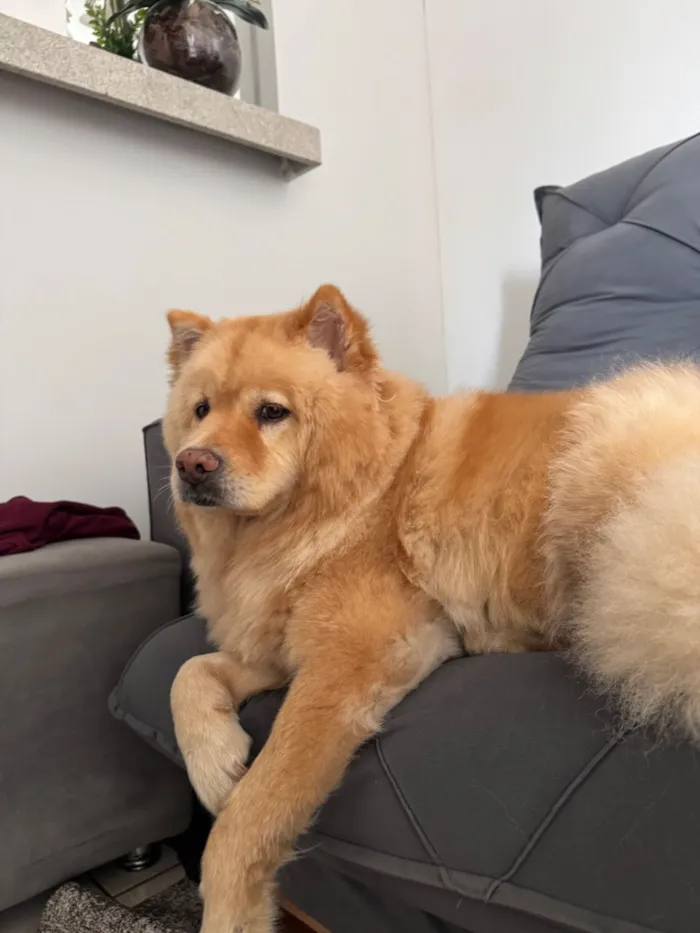 Cachorro raça Chow Chow idade 6 ou mais anos nome Leona