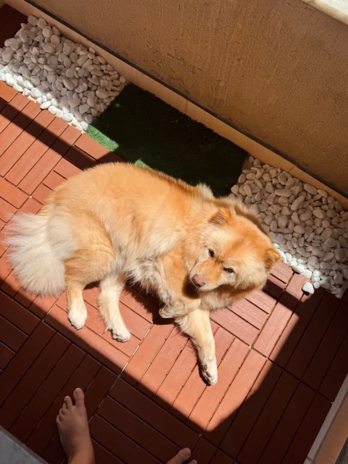 Cachorro raça Chow Chow idade 6 ou mais anos nome Leona