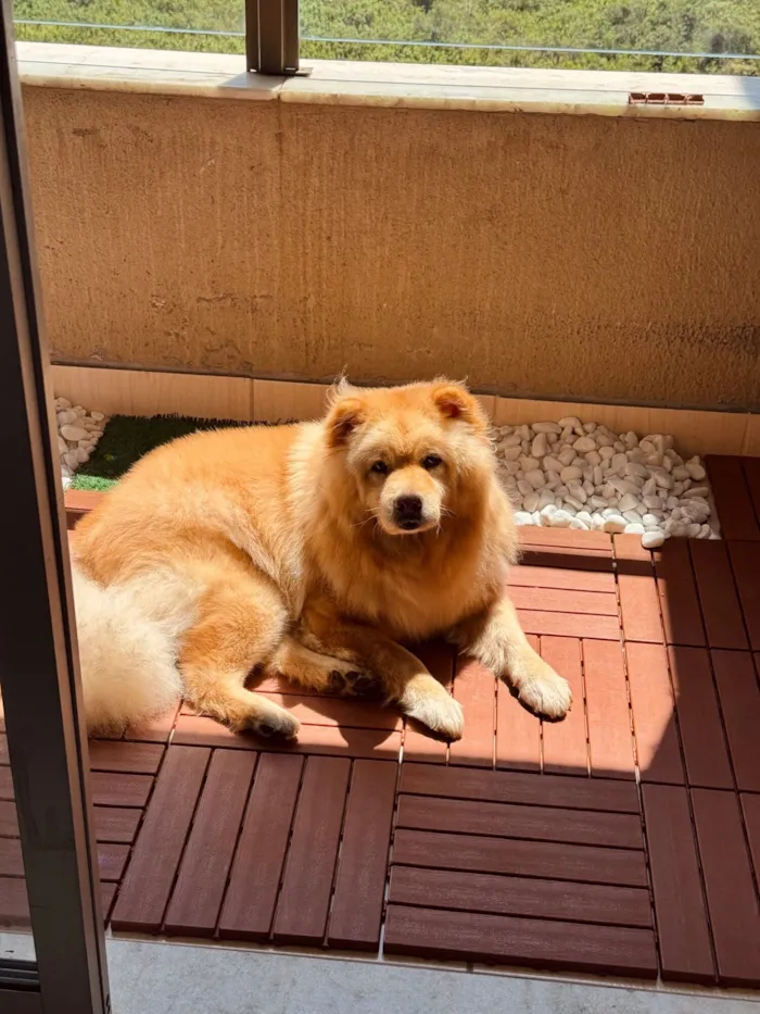 Cachorro raça Chow Chow idade 6 ou mais anos nome Leona