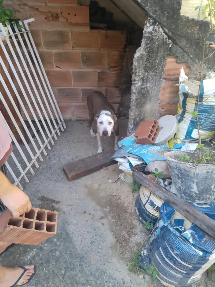 Cachorro raça SRD-ViraLata idade 6 ou mais anos nome Ruby