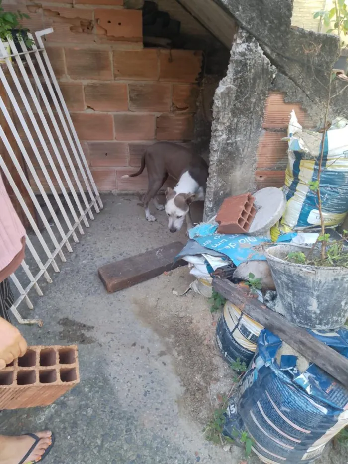 Cachorro raça SRD-ViraLata idade 6 ou mais anos nome Ruby