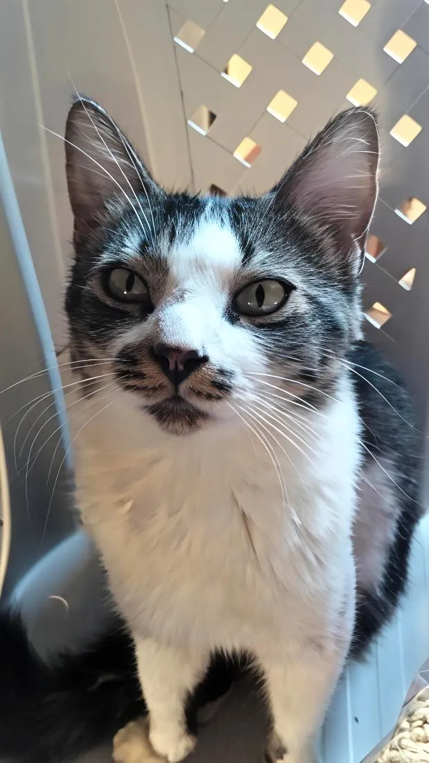 Gato raça SRD-ViraLata idade 2 anos nome Nike