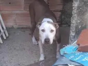 Cachorro raça SRD-ViraLata idade 6 ou mais anos nome Ruby