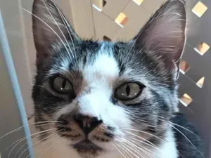 Gato raça SRD-ViraLata idade 2 anos nome Nike