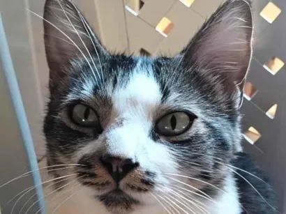 Gato raça SRD-ViraLata idade 2 anos nome Nike