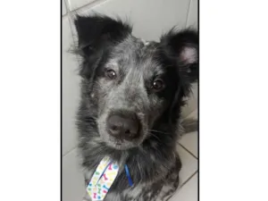 Cachorro raça SRD-ViraLata idade 1 ano nome Zeca 