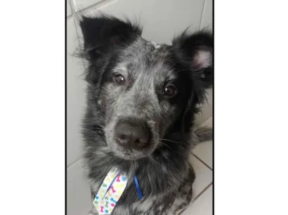 Cachorro raça SRD-ViraLata idade 1 ano nome Zeca 