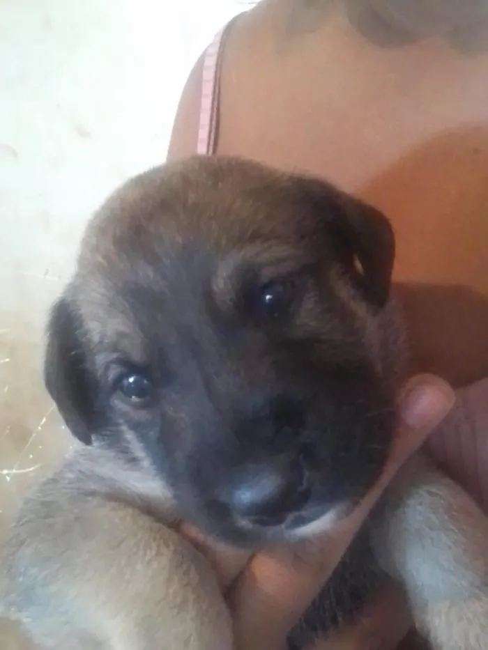 Cachorro raça SRD-ViraLata idade 2 a 6 meses nome SRD