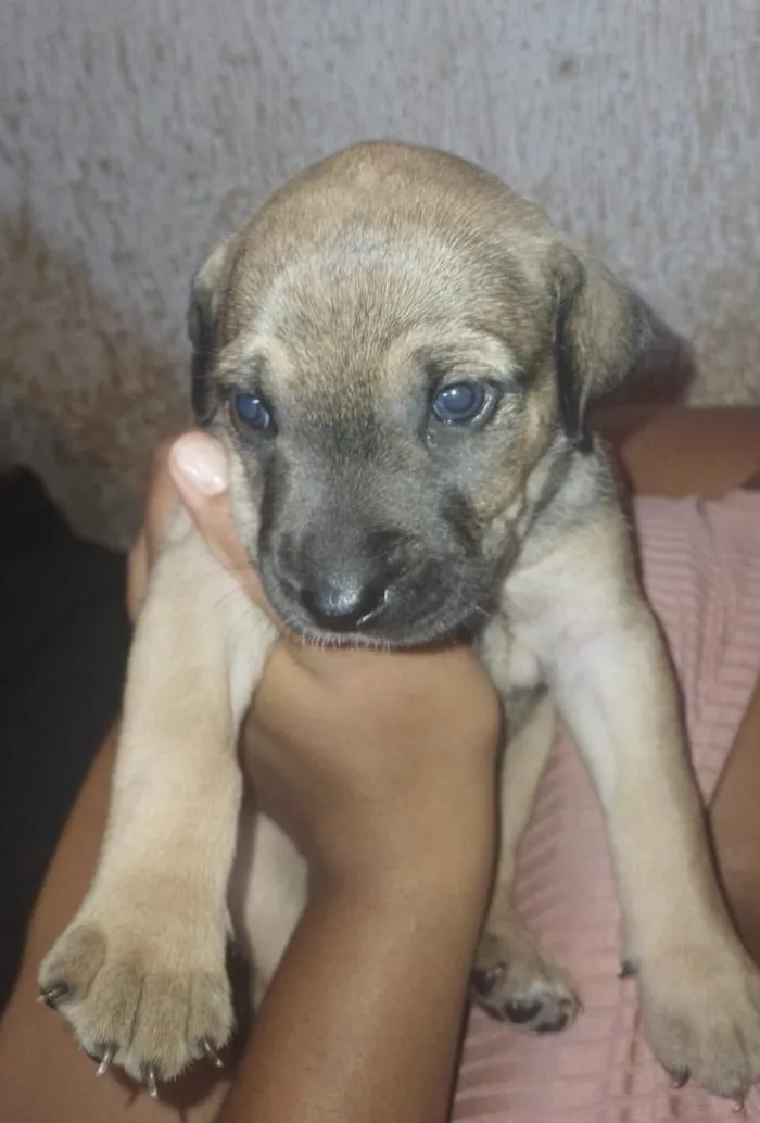 Cachorro raça SRD-ViraLata idade 2 a 6 meses nome SRD