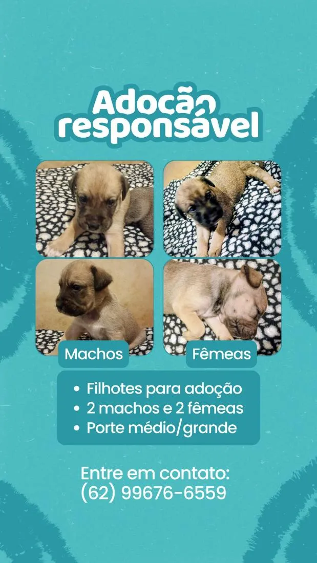 Cachorro raça SRD-ViraLata idade 2 a 6 meses nome SRD