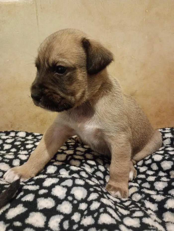 Cachorro raça SRD-ViraLata idade 2 a 6 meses nome SRD