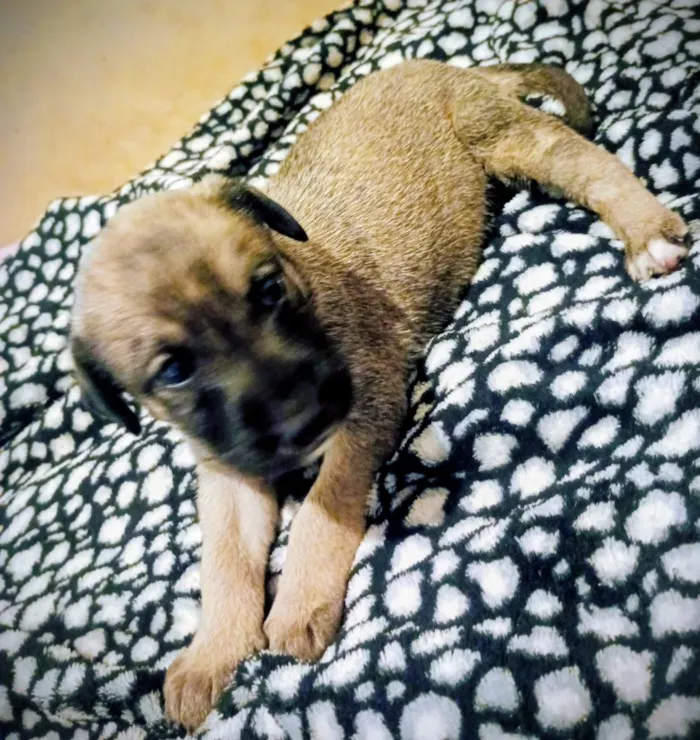 Cachorro raça SRD-ViraLata idade 2 a 6 meses nome SRD