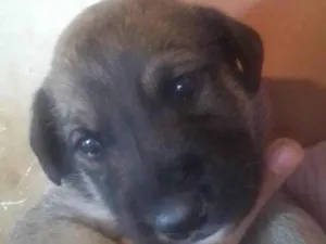 Cachorro raça SRD-ViraLata idade 2 a 6 meses nome SRD