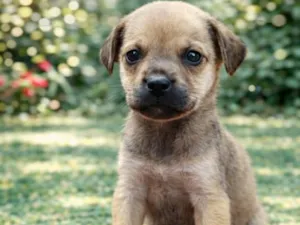 Cachorro raça SRD-ViraLata idade 2 a 6 meses nome Ritinha