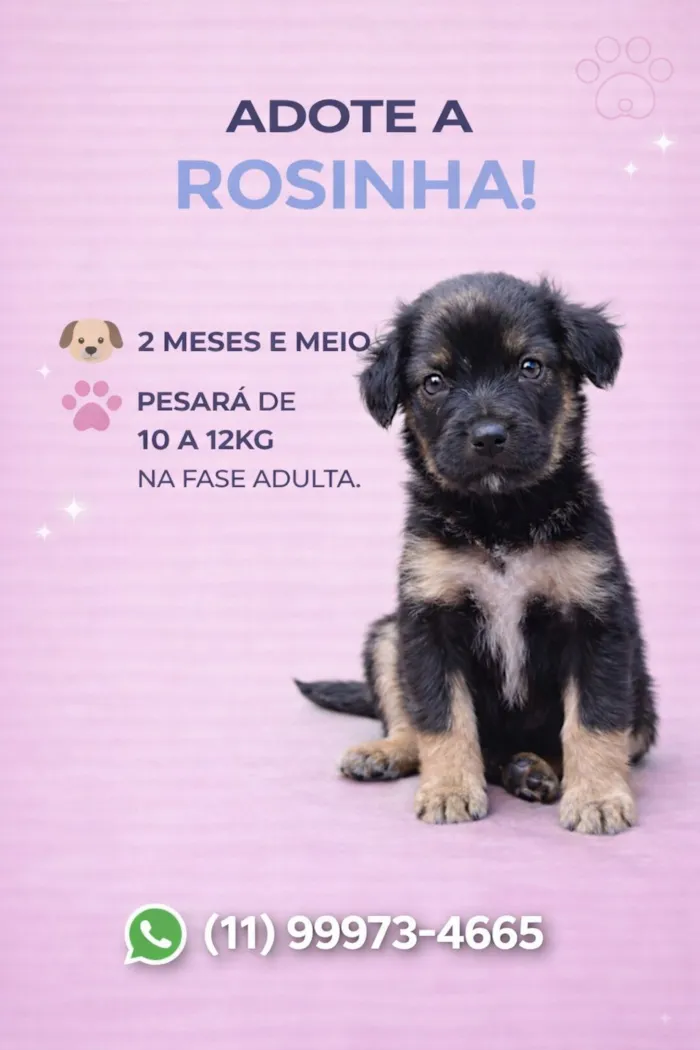 Cachorro raça SRD-ViraLata idade 2 a 6 meses nome Rosinha