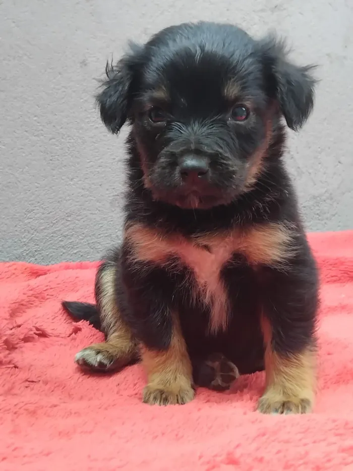 Cachorro raça SRD-ViraLata idade 2 a 6 meses nome Rosinha