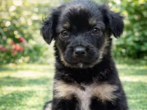 Cachorro raça SRD-ViraLata idade 2 a 6 meses nome Rosinha