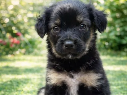 Cachorro raça SRD-ViraLata idade 2 a 6 meses nome Rosinha