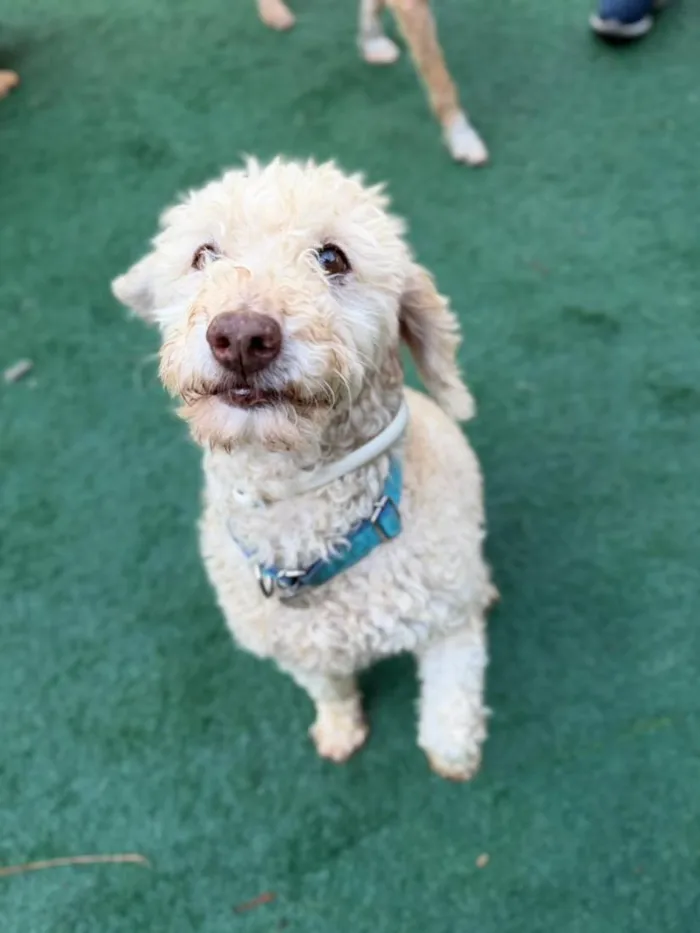 Cachorro raça Poodle idade 6 ou mais anos nome Fred