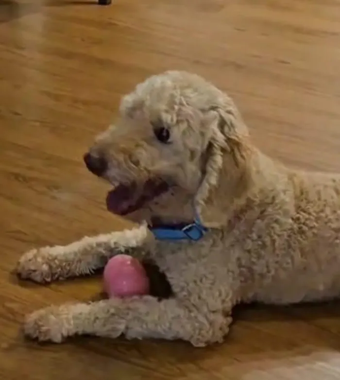 Cachorro raça Poodle idade 6 ou mais anos nome Fred