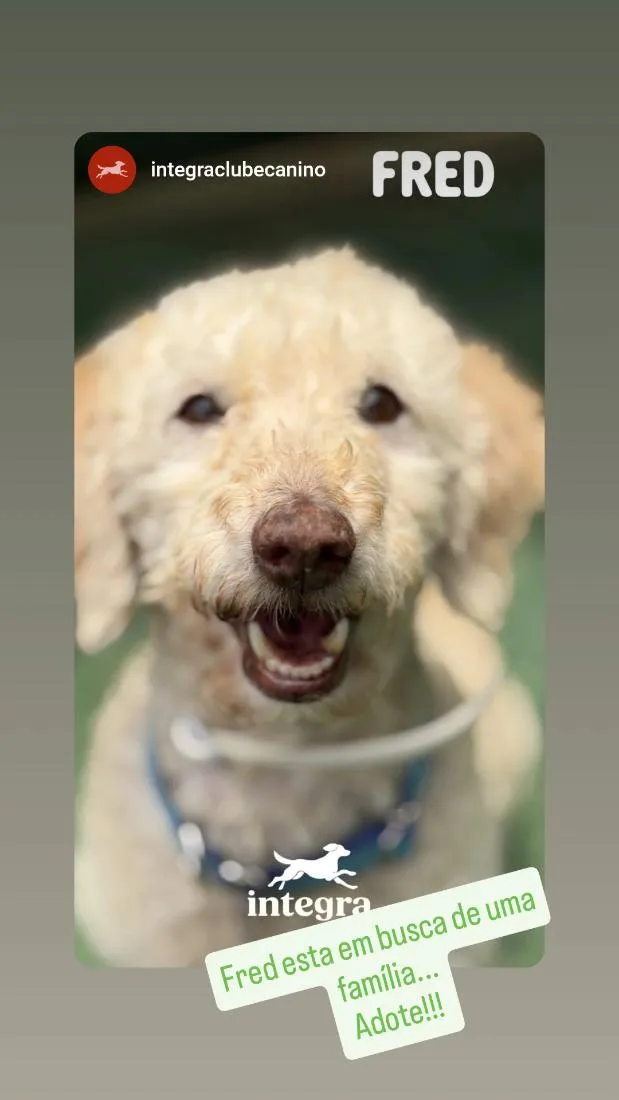 Cachorro raça Poodle idade 6 ou mais anos nome Fred