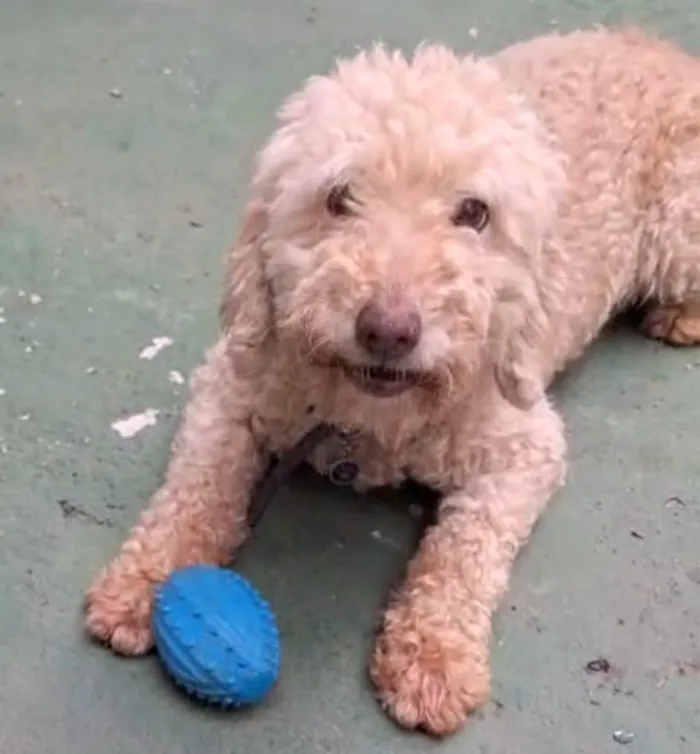 Cachorro raça Poodle idade 6 ou mais anos nome Fred