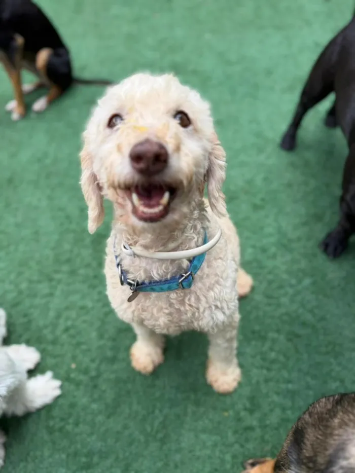 Cachorro raça Poodle idade 6 ou mais anos nome Fred