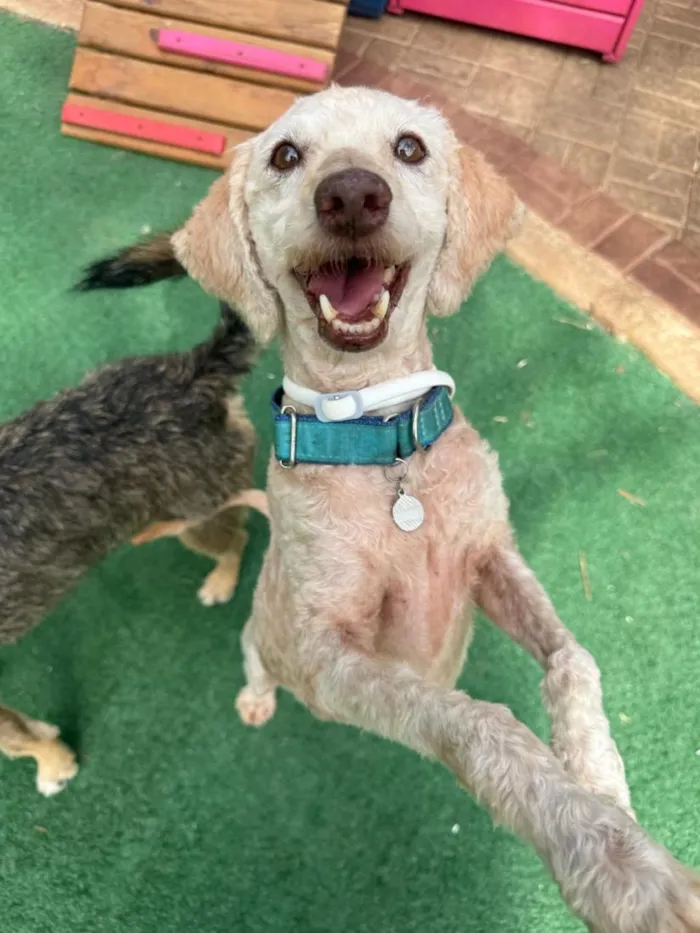 Cachorro raça Poodle idade 6 ou mais anos nome Fred