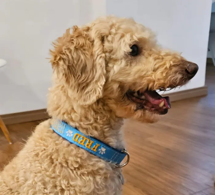 Cachorro raça Poodle idade 6 ou mais anos nome Fred