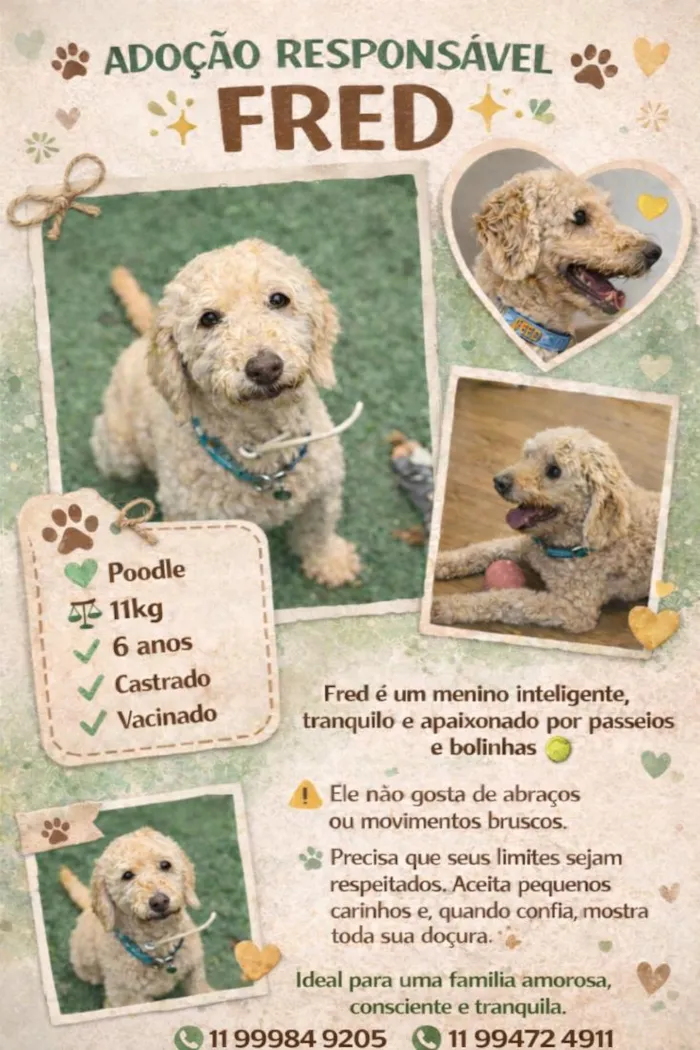 Cachorro raça Poodle idade 6 ou mais anos nome Fred