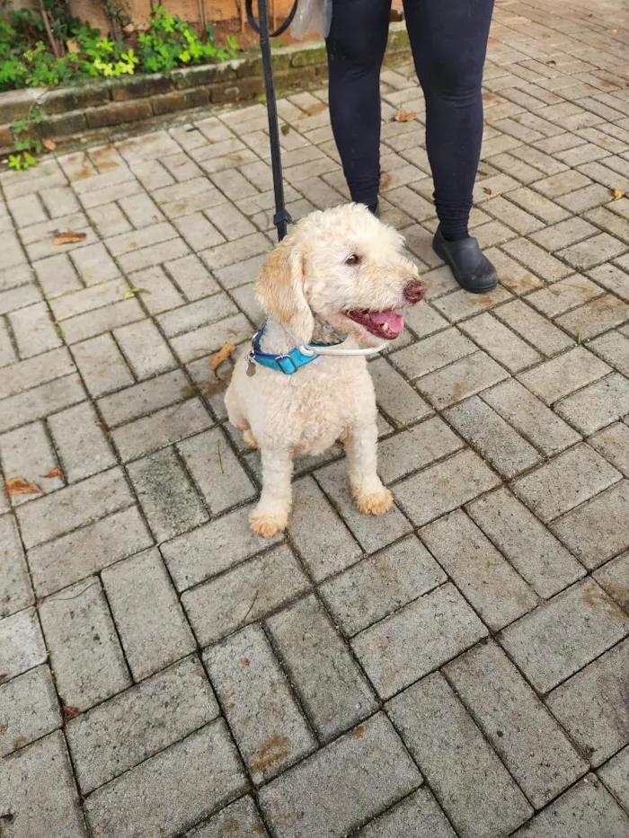 Cachorro raça Poodle idade 6 ou mais anos nome Fred