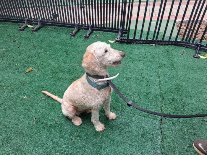 Cachorro raça Poodle idade 6 ou mais anos nome Fred